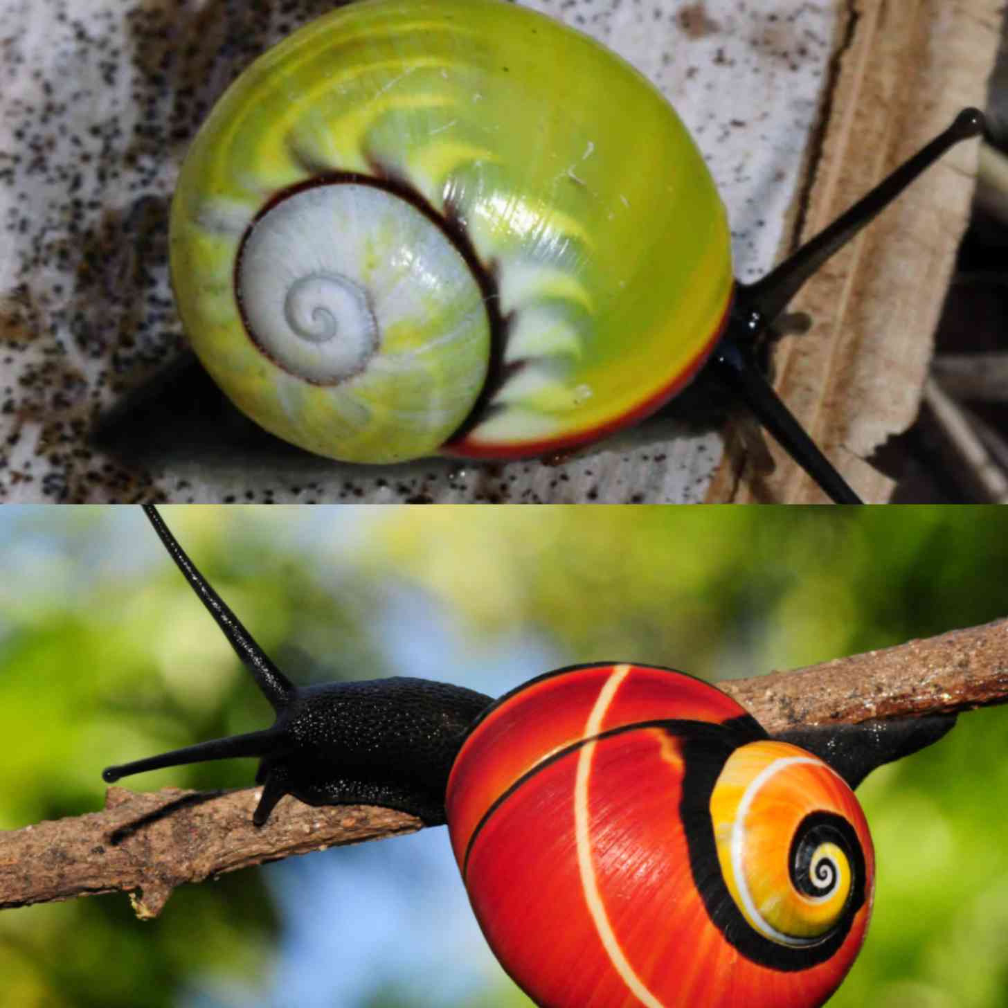 A brightly colored snail on a table. Below, an orange shelled snail on a branch.