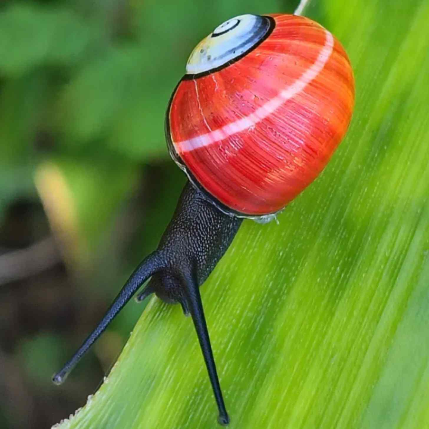 A red-shelled tree snail on a palm frond. 