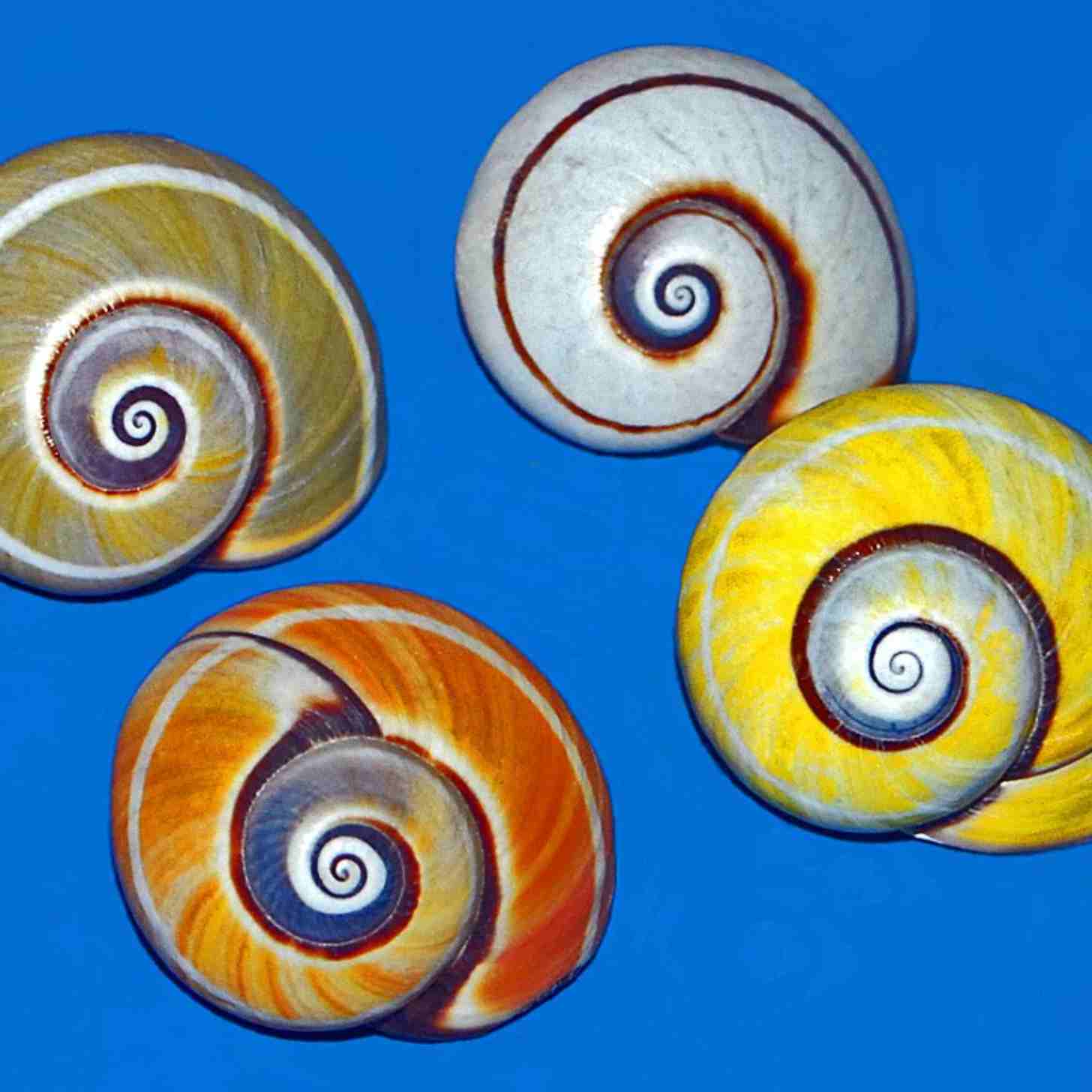 Four snail shells on a blue background 