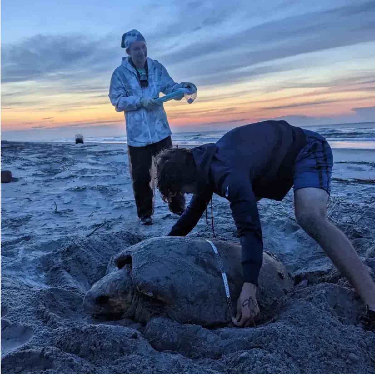 A Caretta Research Project volunteer measures the shell of a nesting sea turtle on Wassaw Island, Georgia. These volunteers are specially trained to collect turtle data. It's illegal for ordinary beachgoers to interfere with turtles or nests. 