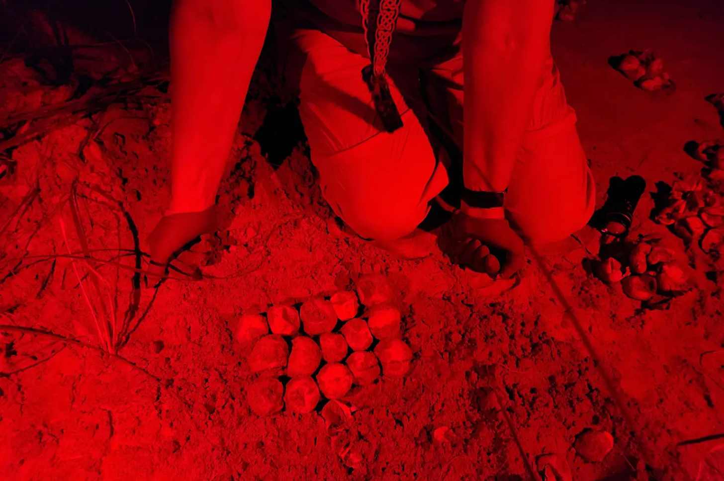 A volunteer with the Caretta Research Project sorts hatched and unhatched sea turtle eggs from a nest on Wassaw Island, Georgia, by the light of a red headlamp. Brighter, white light can confuse nesting turtles and hatchlings on their way to the ocean.