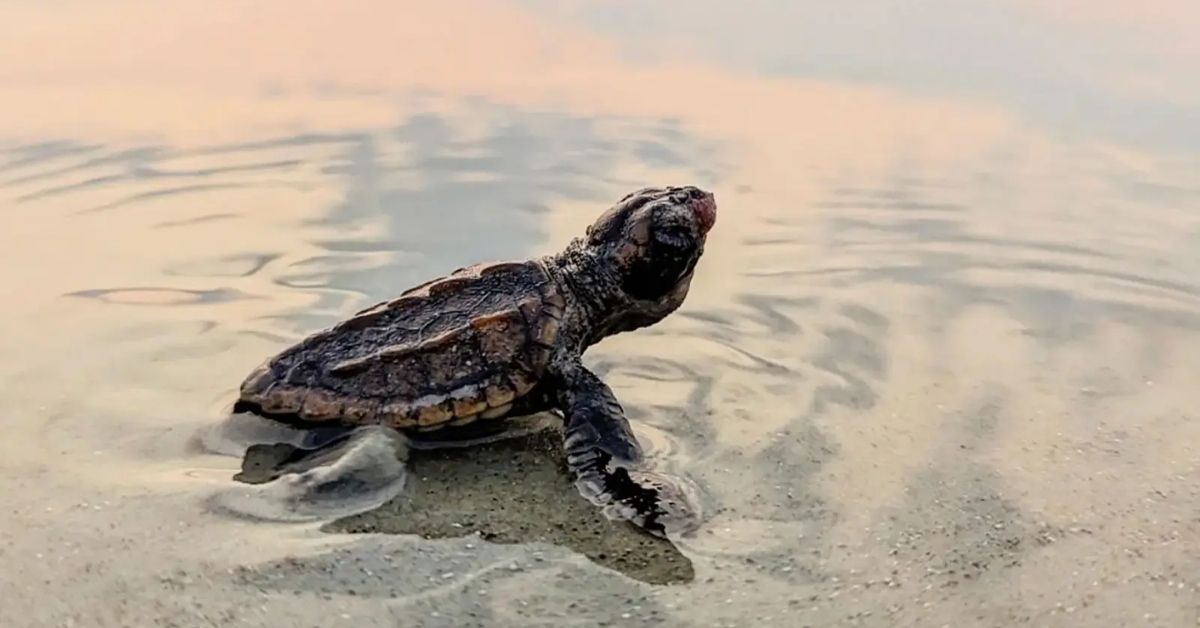 A baby turtle on the shoreline