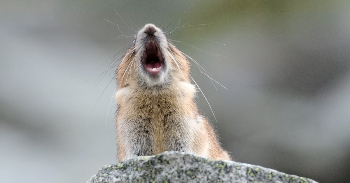 A pika, a small mammal that looks like a hamster, screaming from the top of a mountain cliff