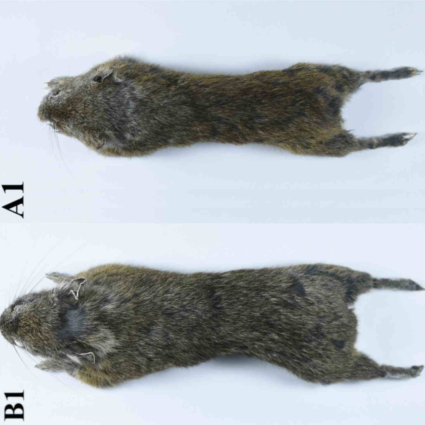 Two figures, A and B. They are both deceased pikas laying prone on a table. B is slightly bigger than A but they look very similar.