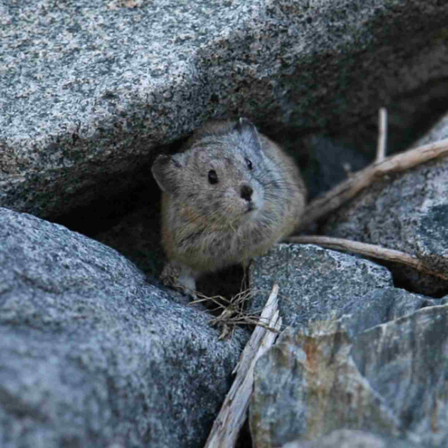 A gray coated pika hiding in a small mountain cave.