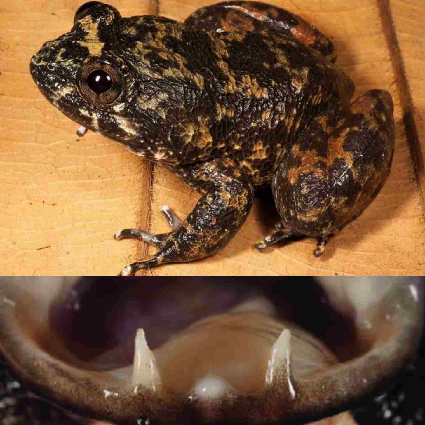 A male Meratus’ creek frog above, below a close up of its fanged mandible