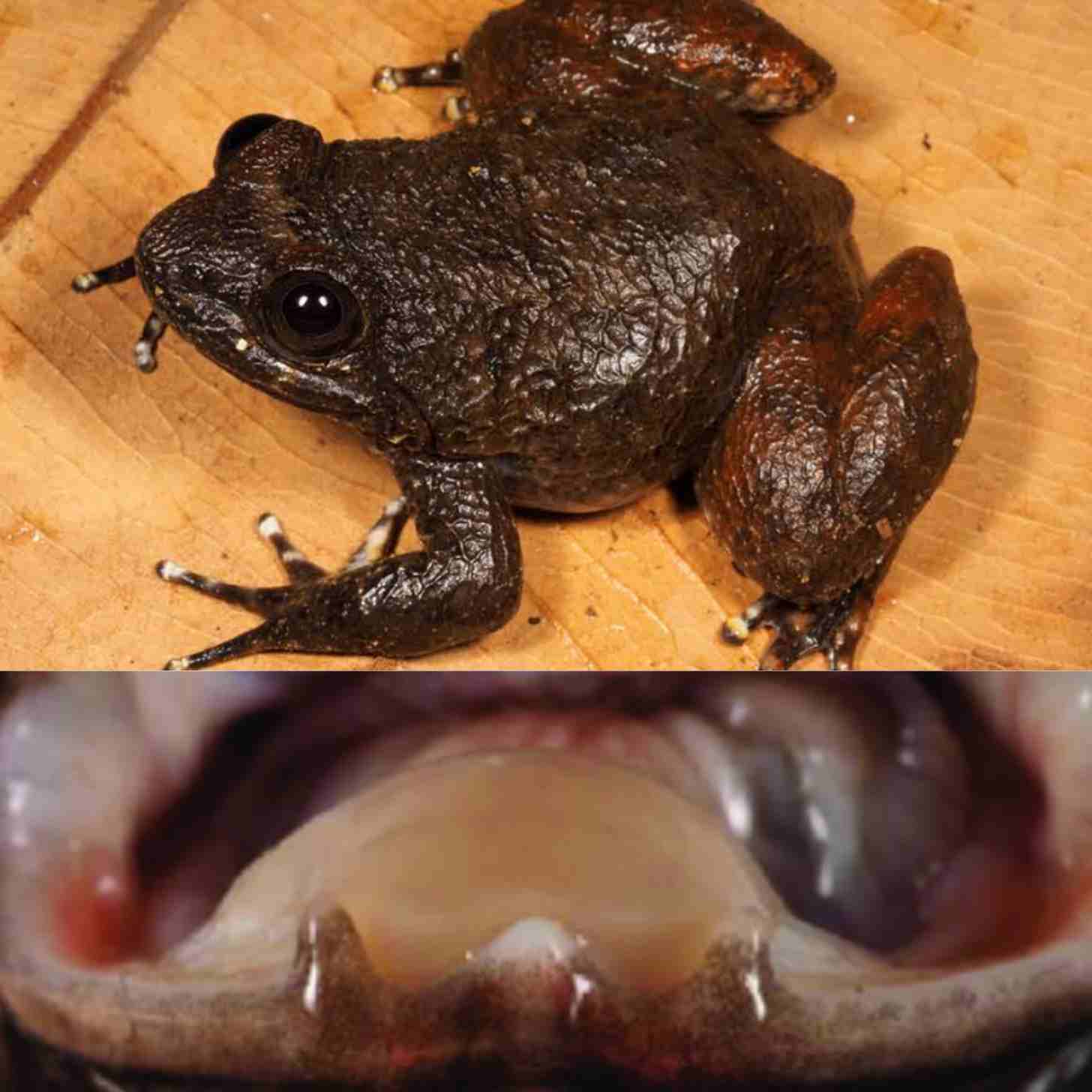 a female Meratus’ creek frog above, below a close-up of its fanged mandible
