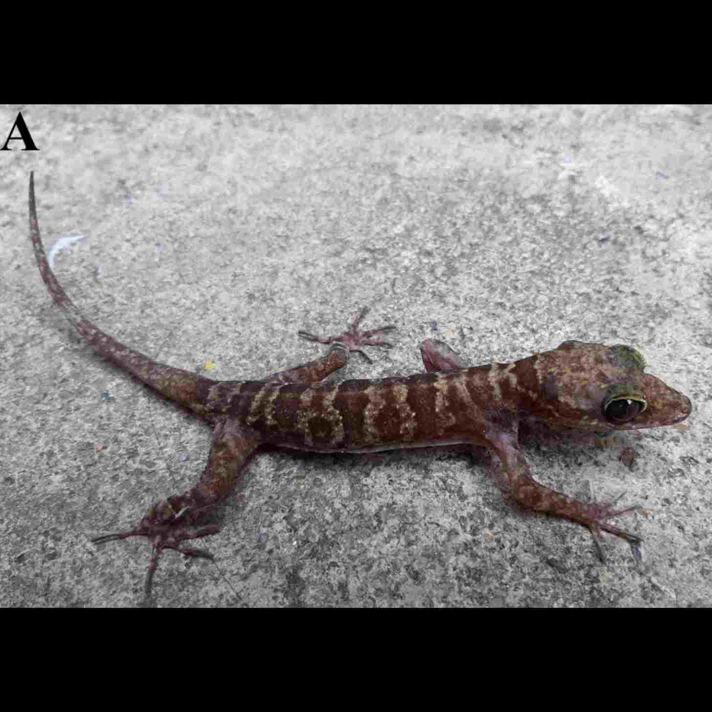 A small gecko with gray and pale red bands across its back sits on a granite rock. 