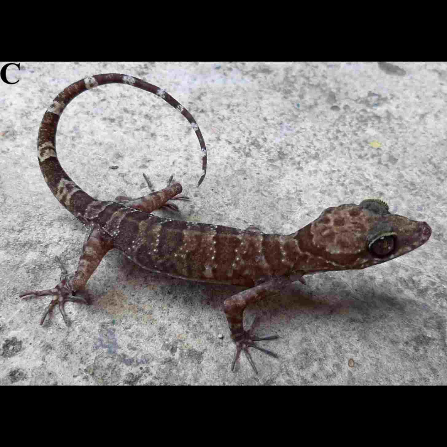 A slightly larger gecko with gray and pale red bands across its back sits on a granite rock. 