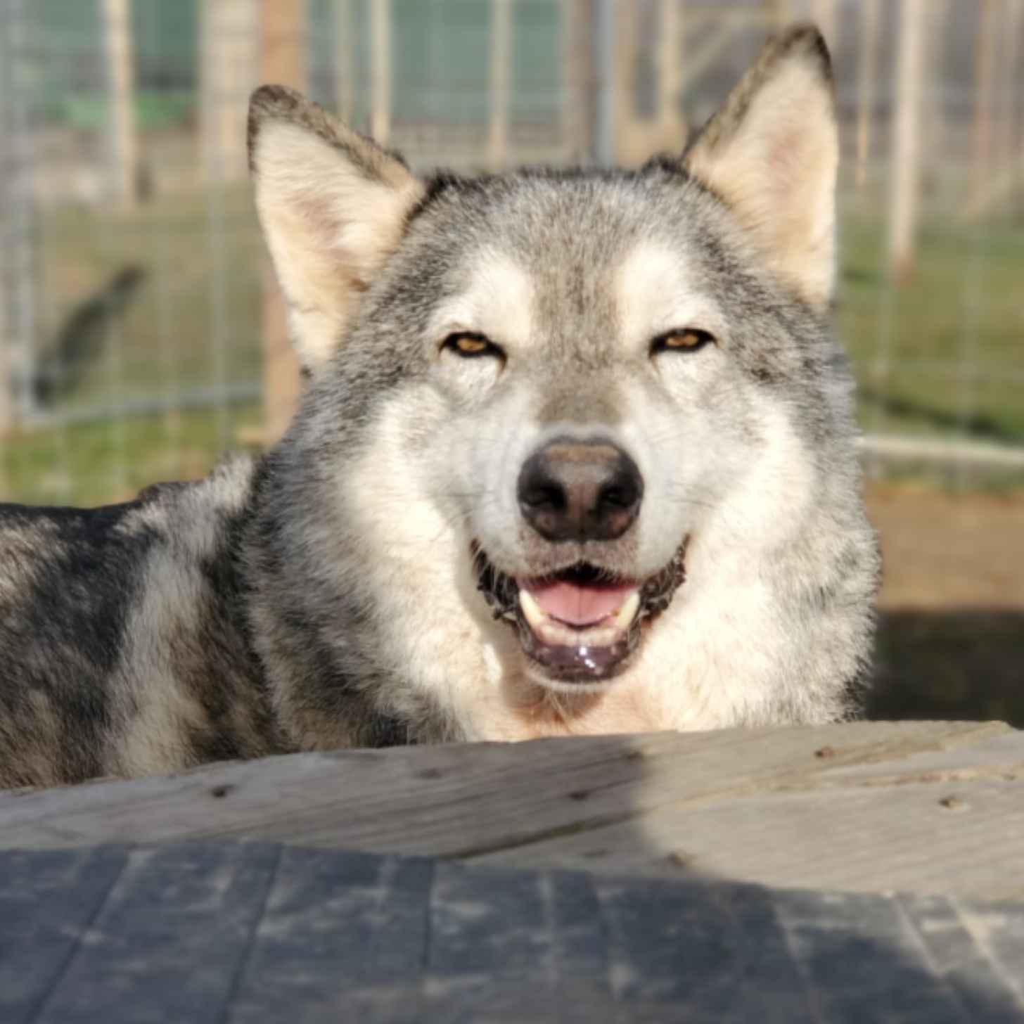A wolfdog in a sanctuary appears to smile