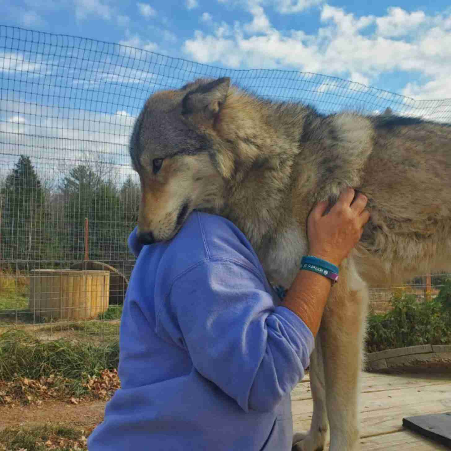 A woman embraces a gray brown wolfdog as it stands on a platform