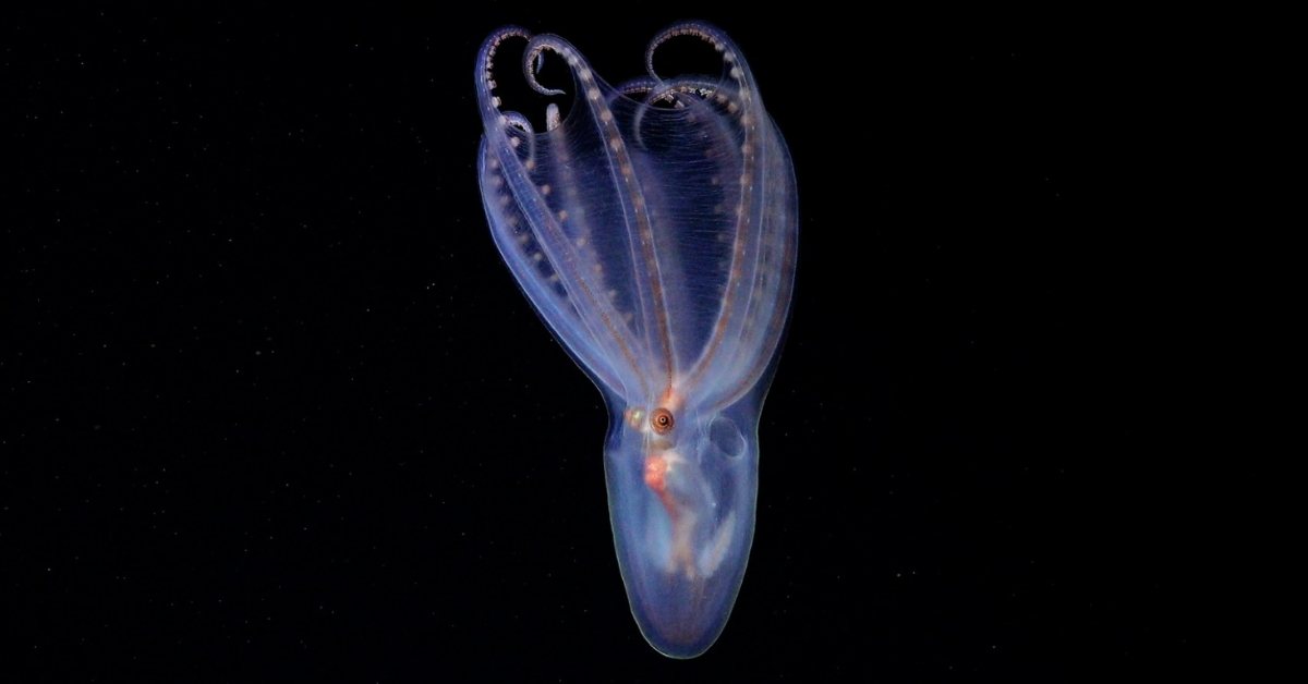 A telescope octopus, translucent, floats upside down. 