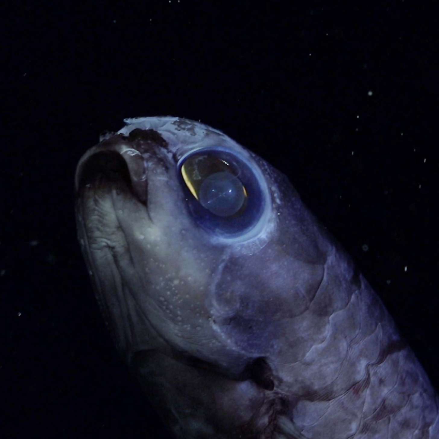 A lanternfish looms out of the darkness
