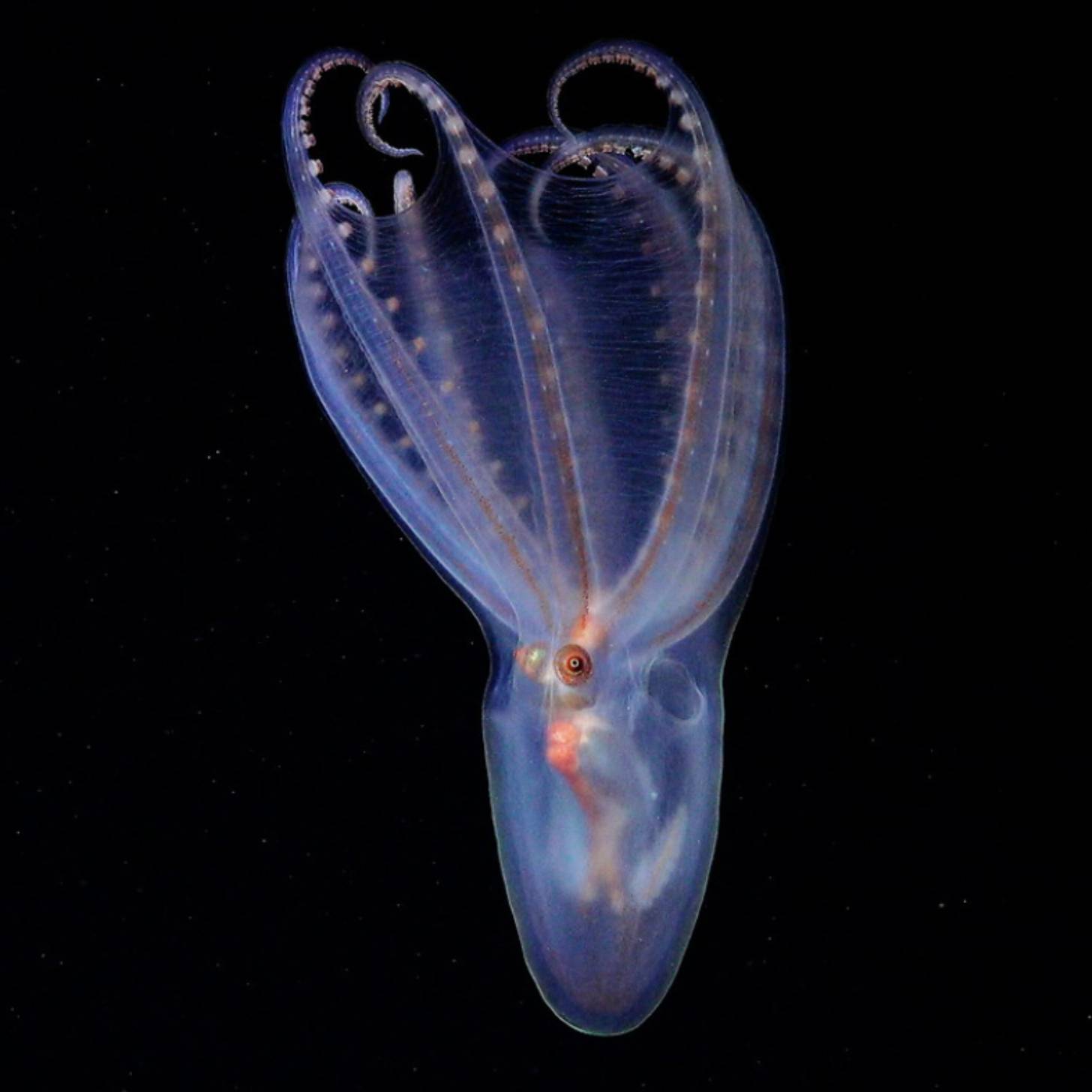 A telescope octopus floats upside down