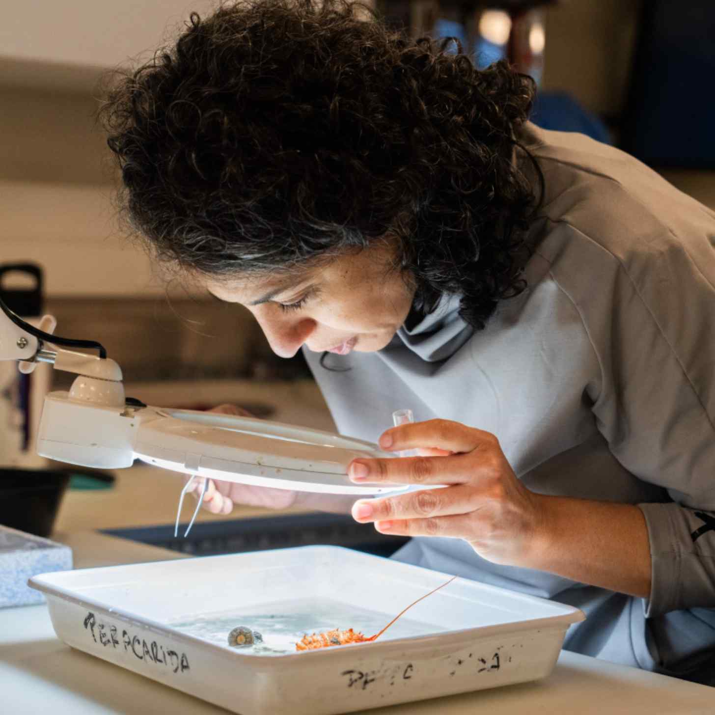 A woman in a lab peers over a crustacean sample