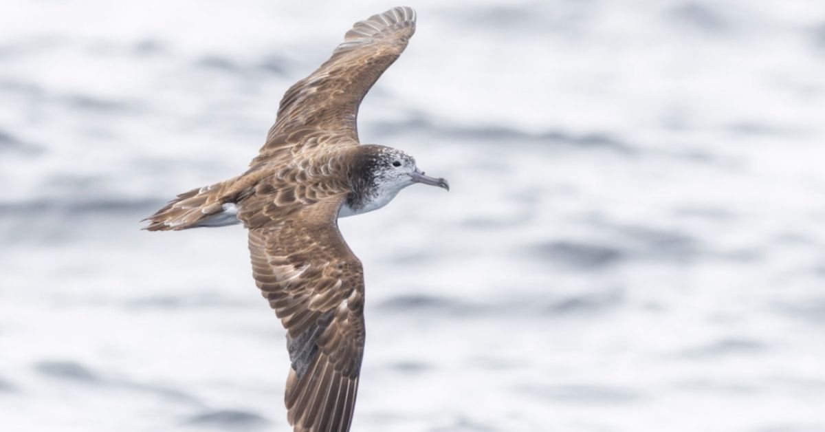 a seabird called a streaked shearwater flies over the ocean.