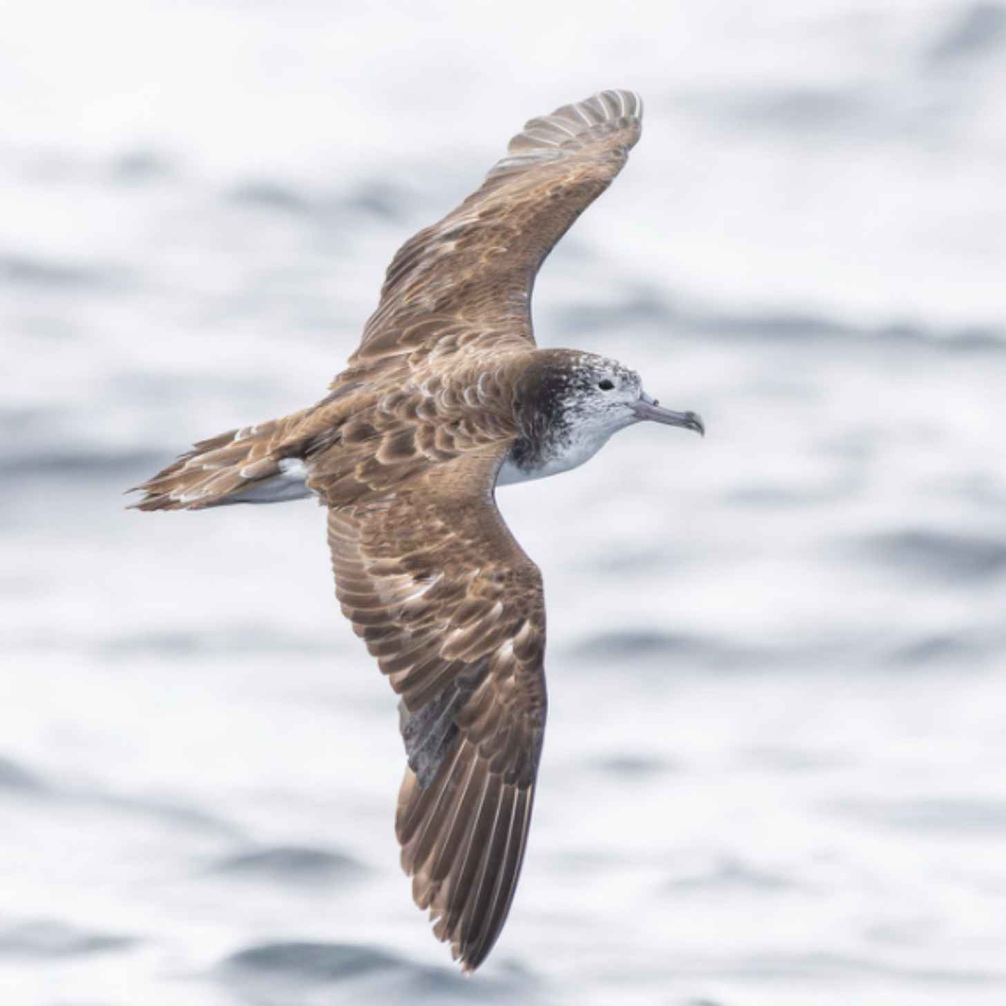 A seabird, a streaked shearwater, flies over the ocean