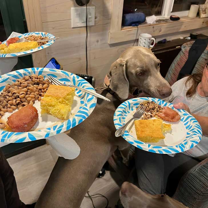 Two weimaraners sniff plates of food covered in beans and corn bread