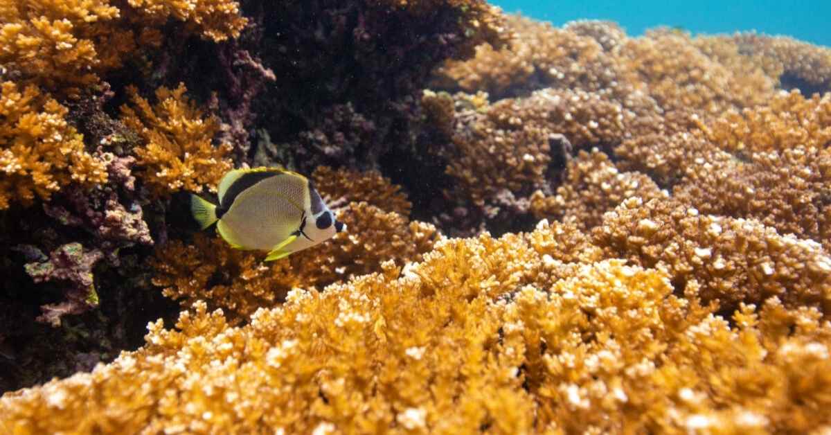 A barberfish (Johnrandallia nigrirostris) swimming through Pocillopora corals in Panama’s Coiba National Park