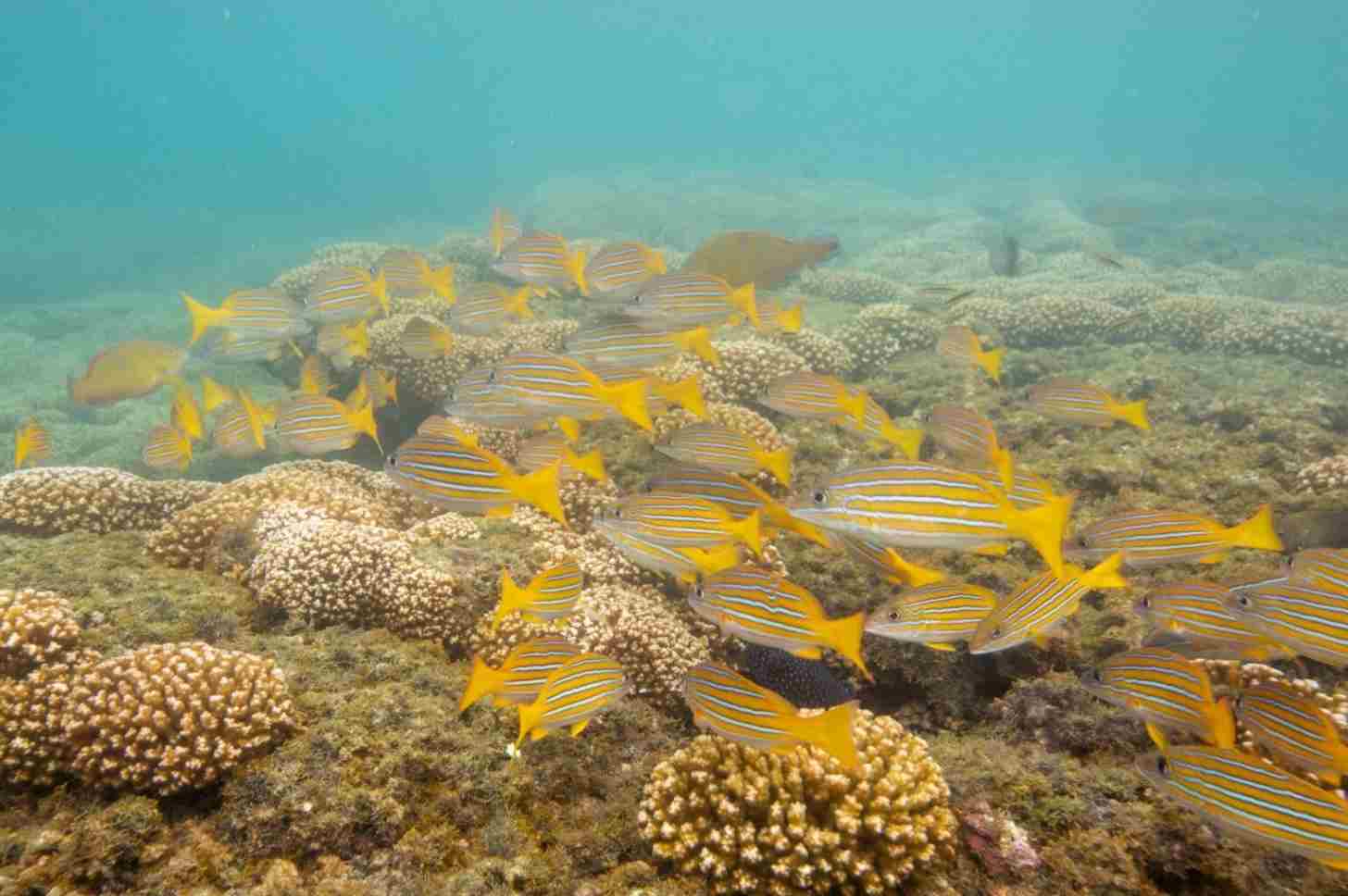 A school of blue and gold snappers (Lutjanus viridis) in a Pocillopora coral reef in Panama's Coiba National Park.