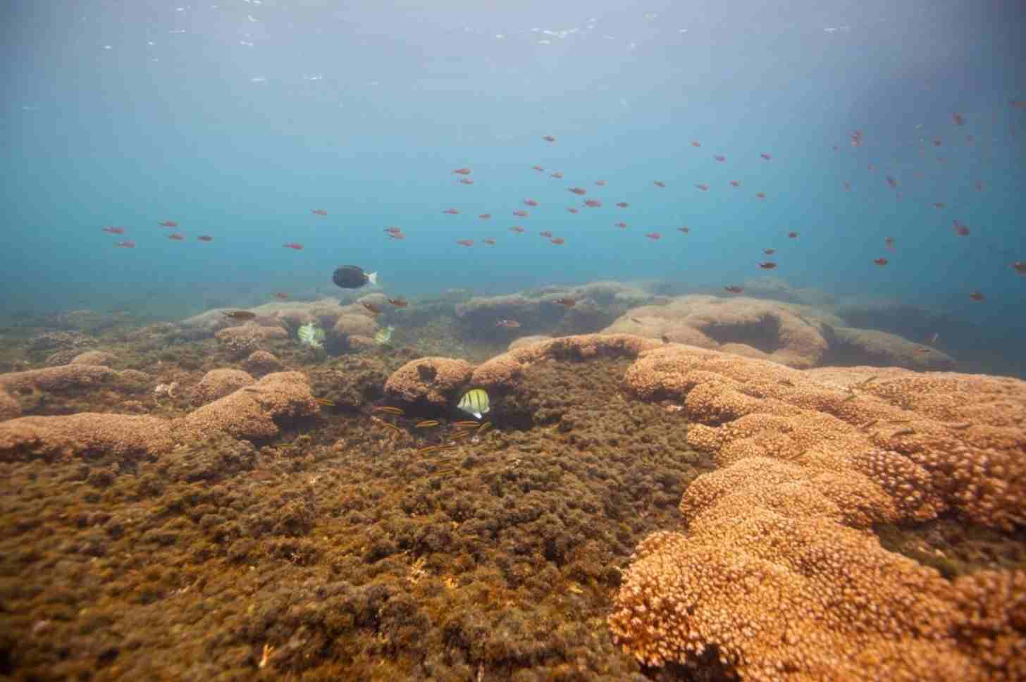 Convict surgeonfish (Acanthurus triostegus), scissortail damselfish (Chromis atrilobata), Cortez rainbow wrasses (Thalassoma lucasanum), and a velvet surgeonfish (Acanthurus nigricans) swimming on top of a Pocillopora coral reef.