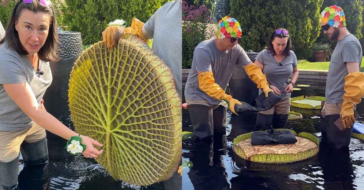 Two photos side-by-side. On the left, a woman holds up a giant lily pad to show its network of veins underneath. On the right, three people add bags of weight to a giant water lily