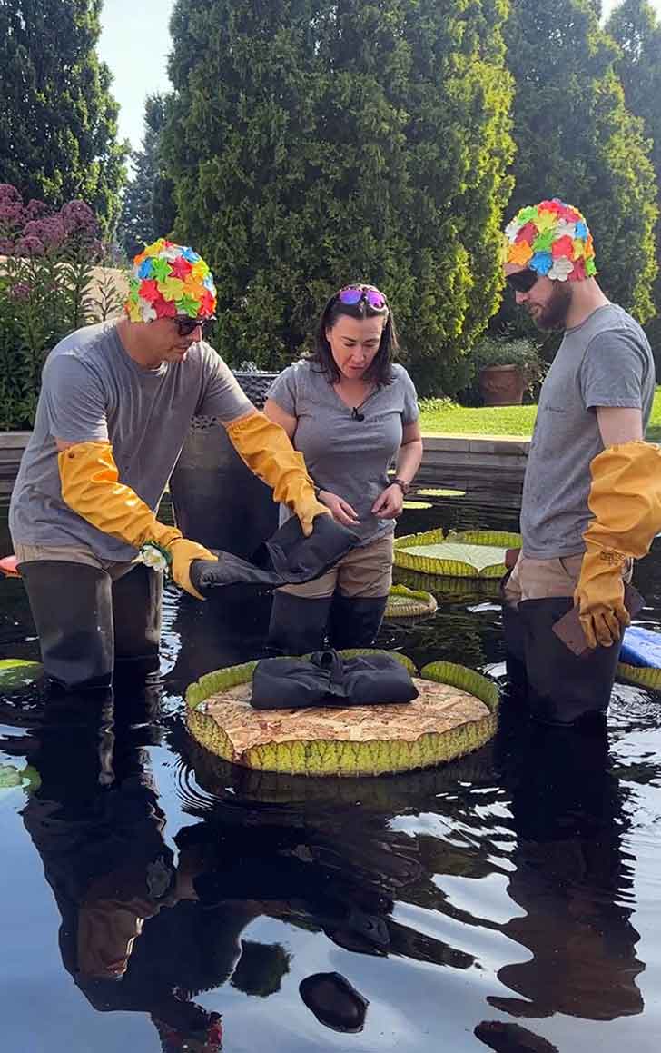 three people add bags of weight to a giant water lily