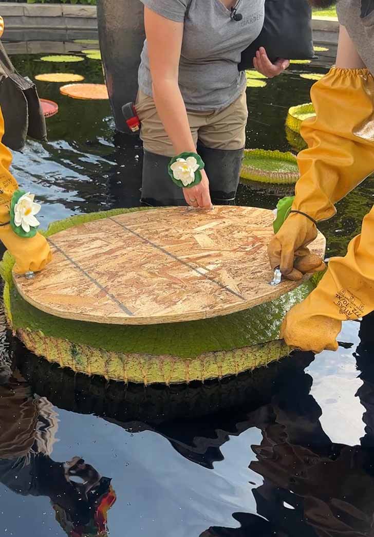 Three people place a wooden base on a large water lily