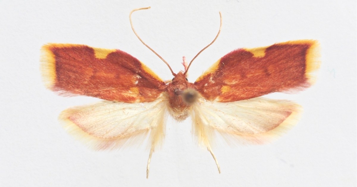 A pinned moth with its wings spread out in front of a white background. The top of its wings have a dark amber coloration while its bottom part of its wings have a cream white color. Its body is orange-brown and it has slightly curled antennas.