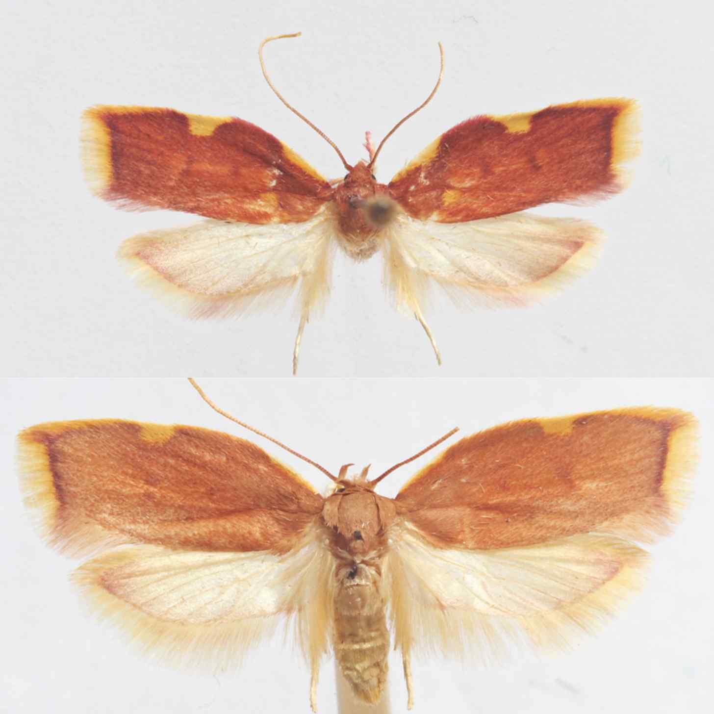 Two images of pinned moths with their wings spread out in front of a white background. The top moth is slightly smaller than the bottom, but they are almost identical. The top of both of their wings has a dark amber coloration while the bottom part of their wings has a cream white color. Both have orange-brown bodies and slightly curled antennas.
