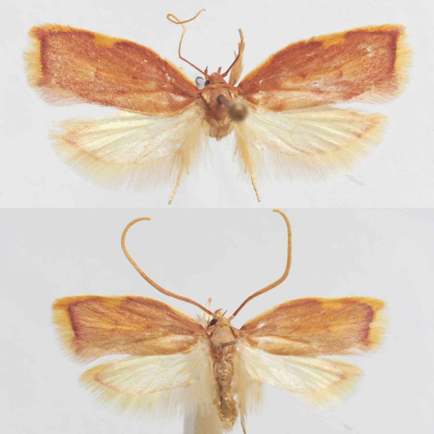 Two images of pinned moths with their wings spread out in front of a white background. The top moth is slightly bigger than the bottom, but they are almost identical. The top of both of their wings has a dark amber coloration while the bottom part of their wings has a cream white color. Both have orange-brown bodies and noticeably curled antennas.