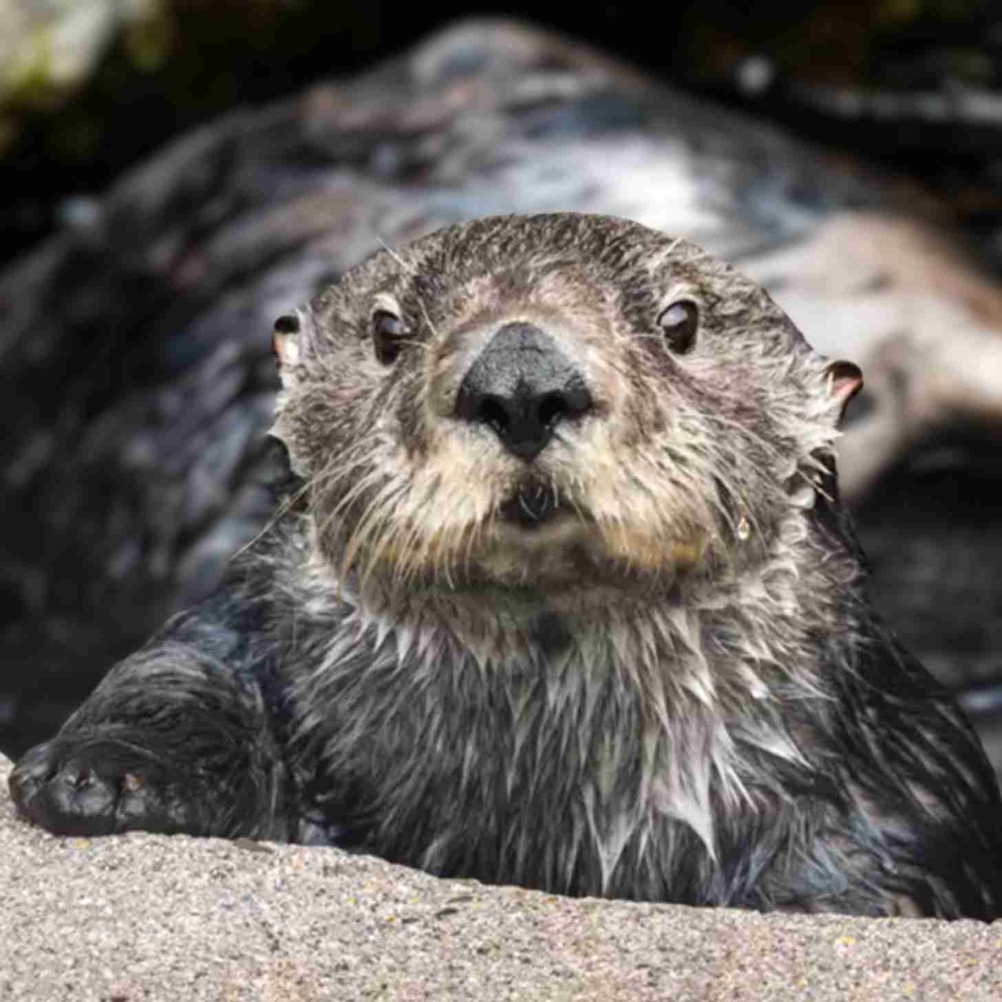 A sea otter looks towards the camera with a body of water behind them.