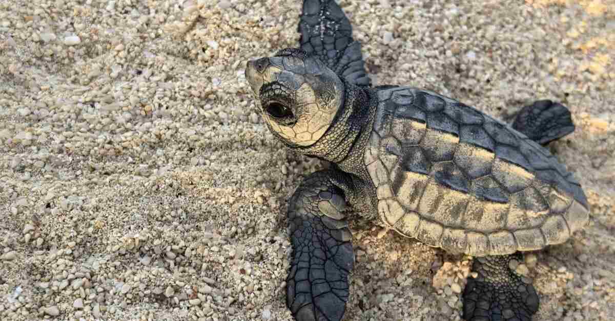 A loggerhead hatchling in Boa vista