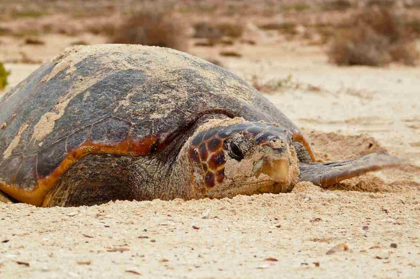 Rangers find a sea turtle on the Lacacão beach during a morning census.