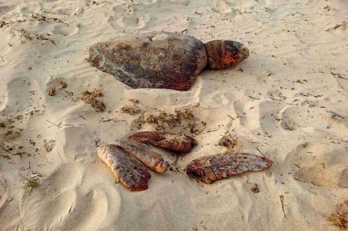 Rangers find a sea turtle with its flippers cut off.