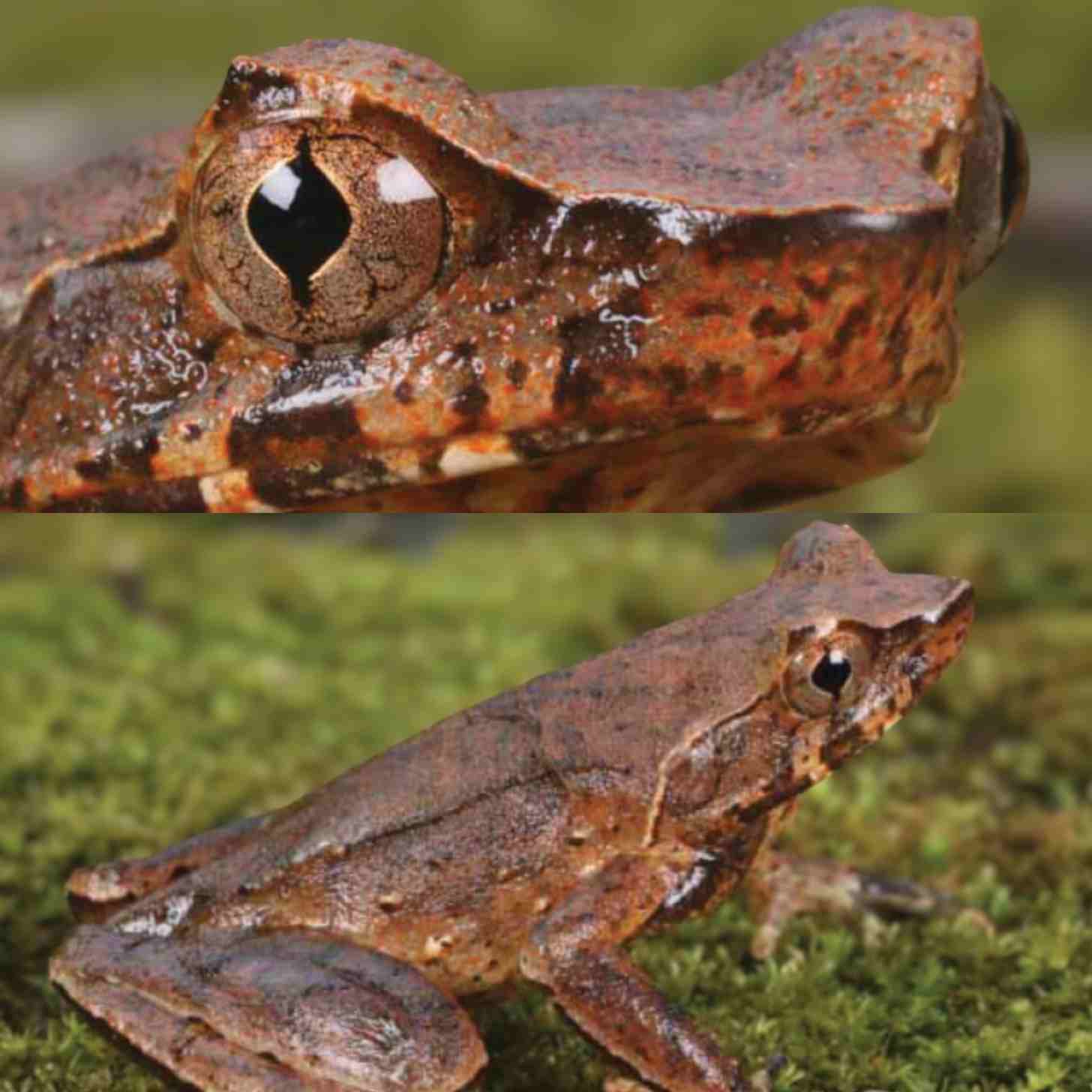 Above: a close up of a horned toad with diamond shaped pupils. On the bottom, that same toad in a zoomed out picture where you can see its body and legs.