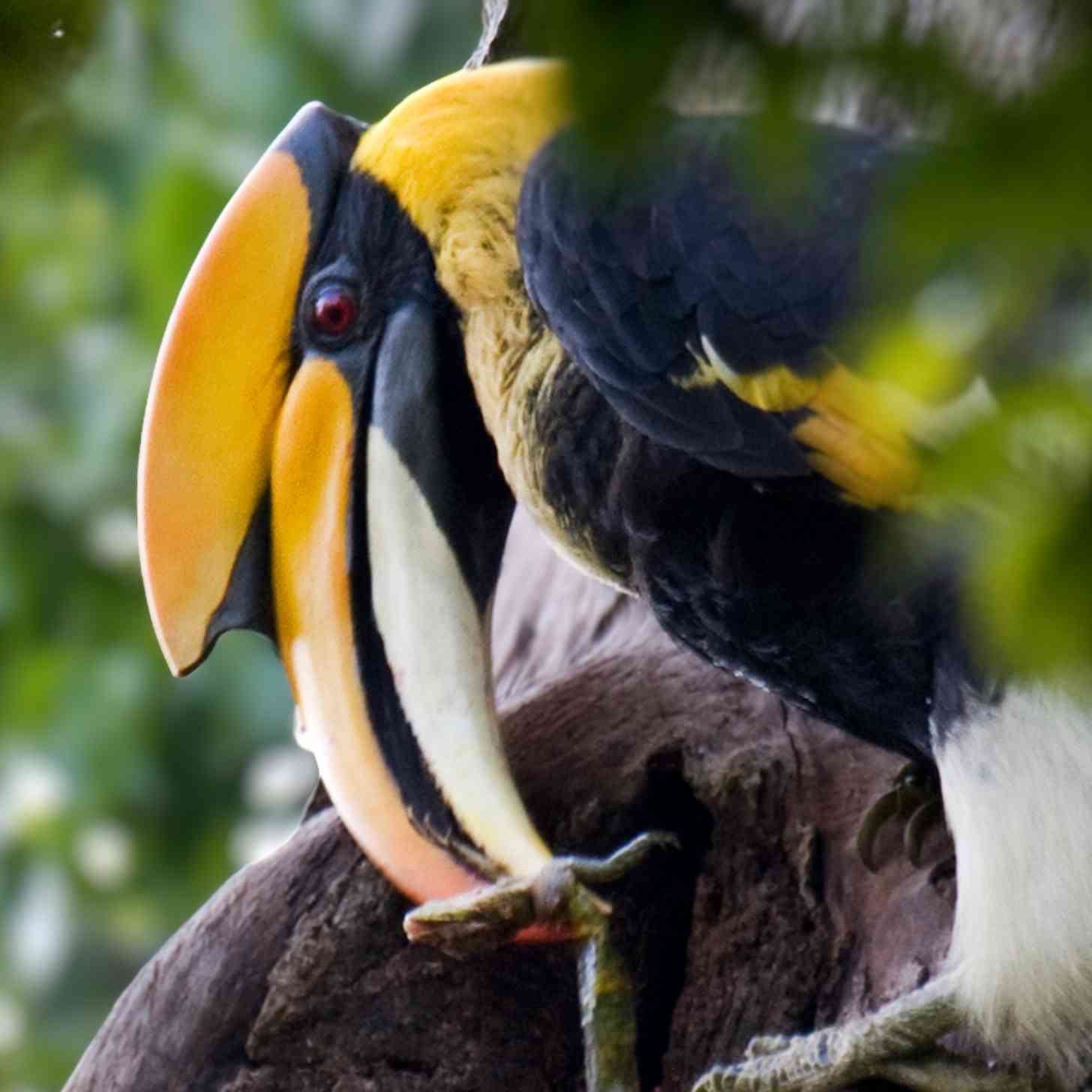 A great hornbill, a massive bird with a vibrant yellow beak and feathers, perches in a tree.