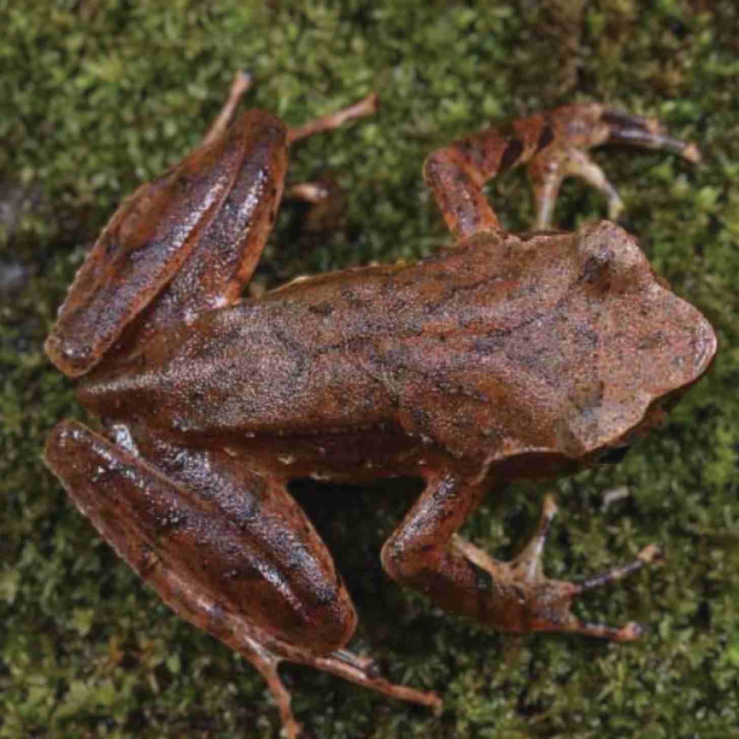 a top-down view of a horned toad, its body facing to the right.