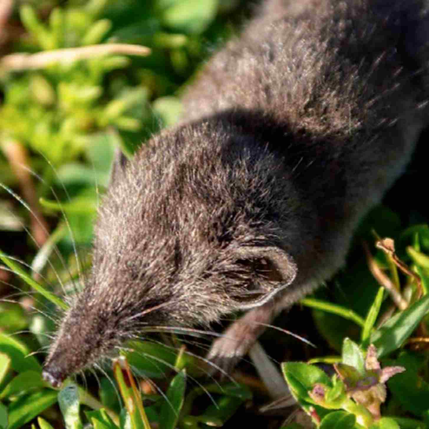 A small gray shrew in a tussle of grass.