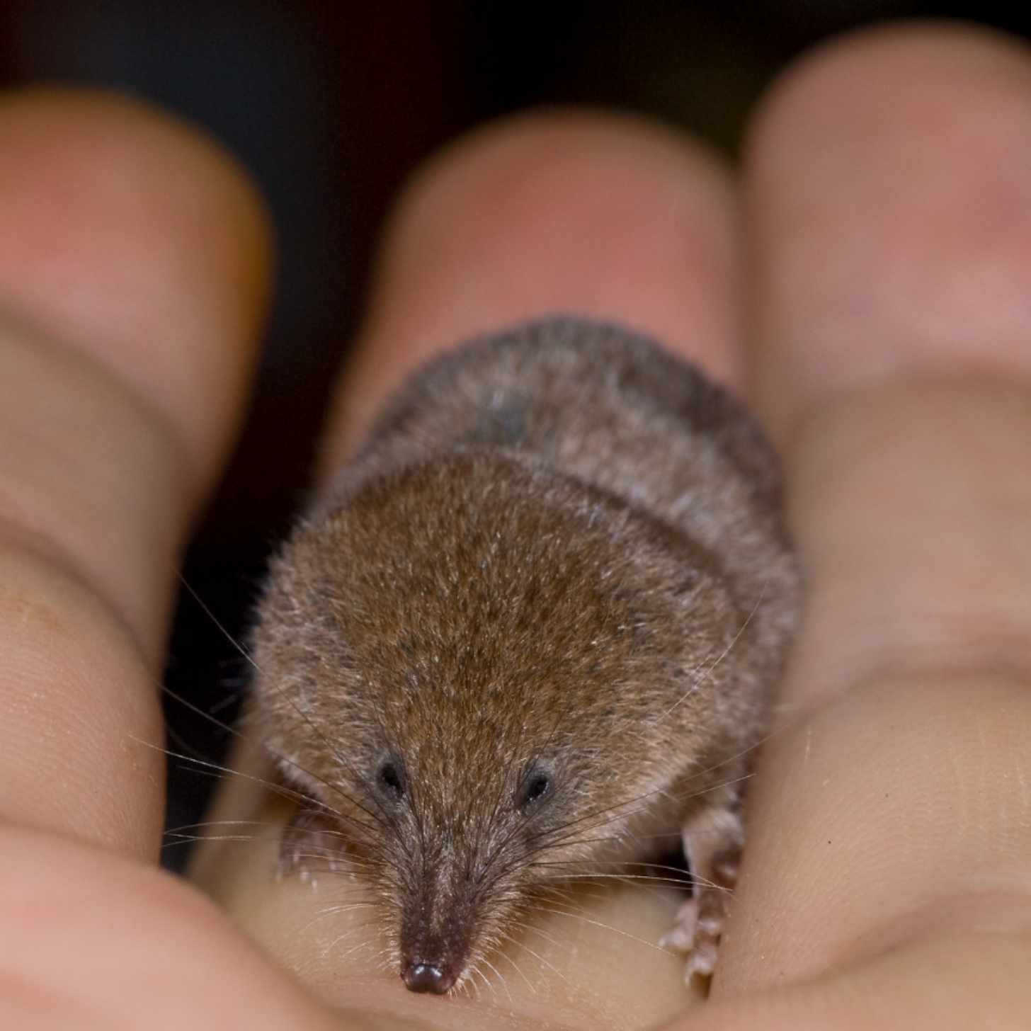 A pygmy shrew, a small gray shrew held in the palm of someone's hand