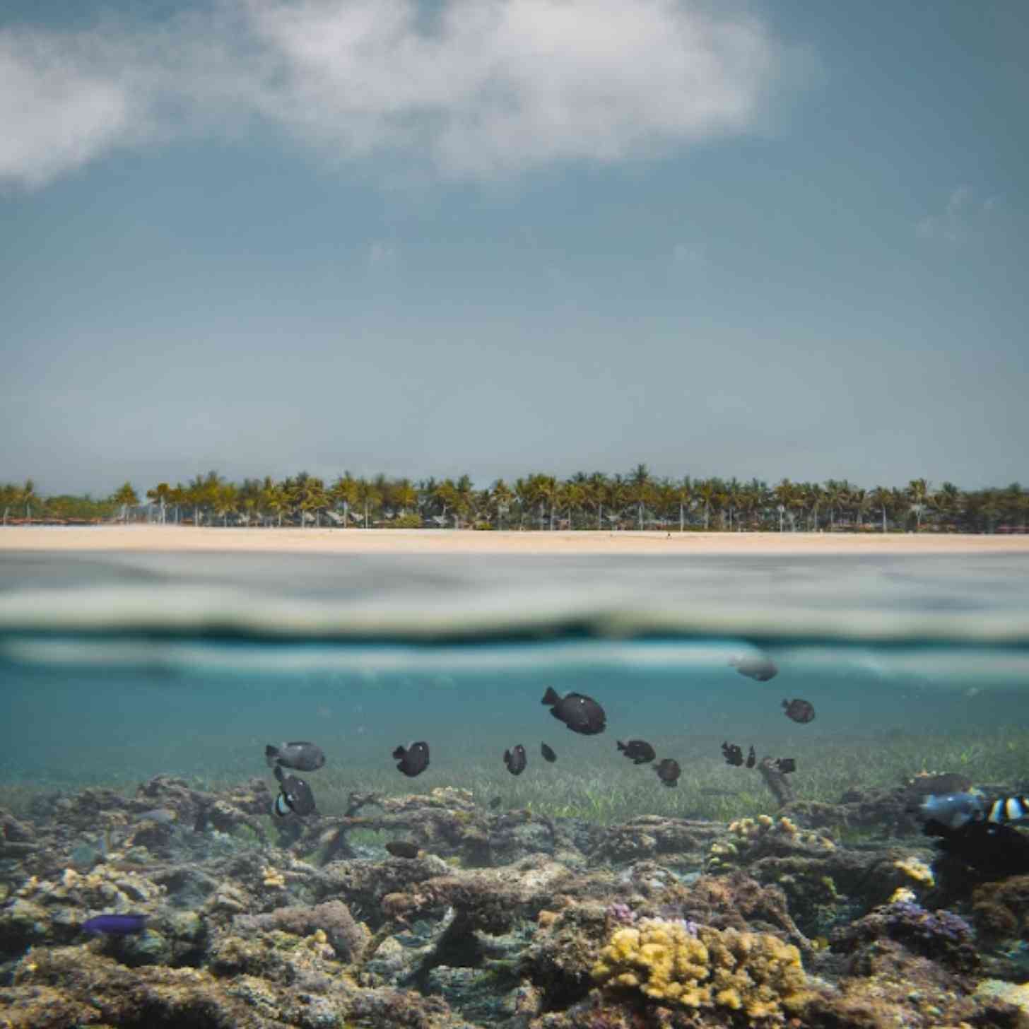 Fish swim underwater at a coral reef off the shores of Nua Dusa beach in Bali, Indonsea