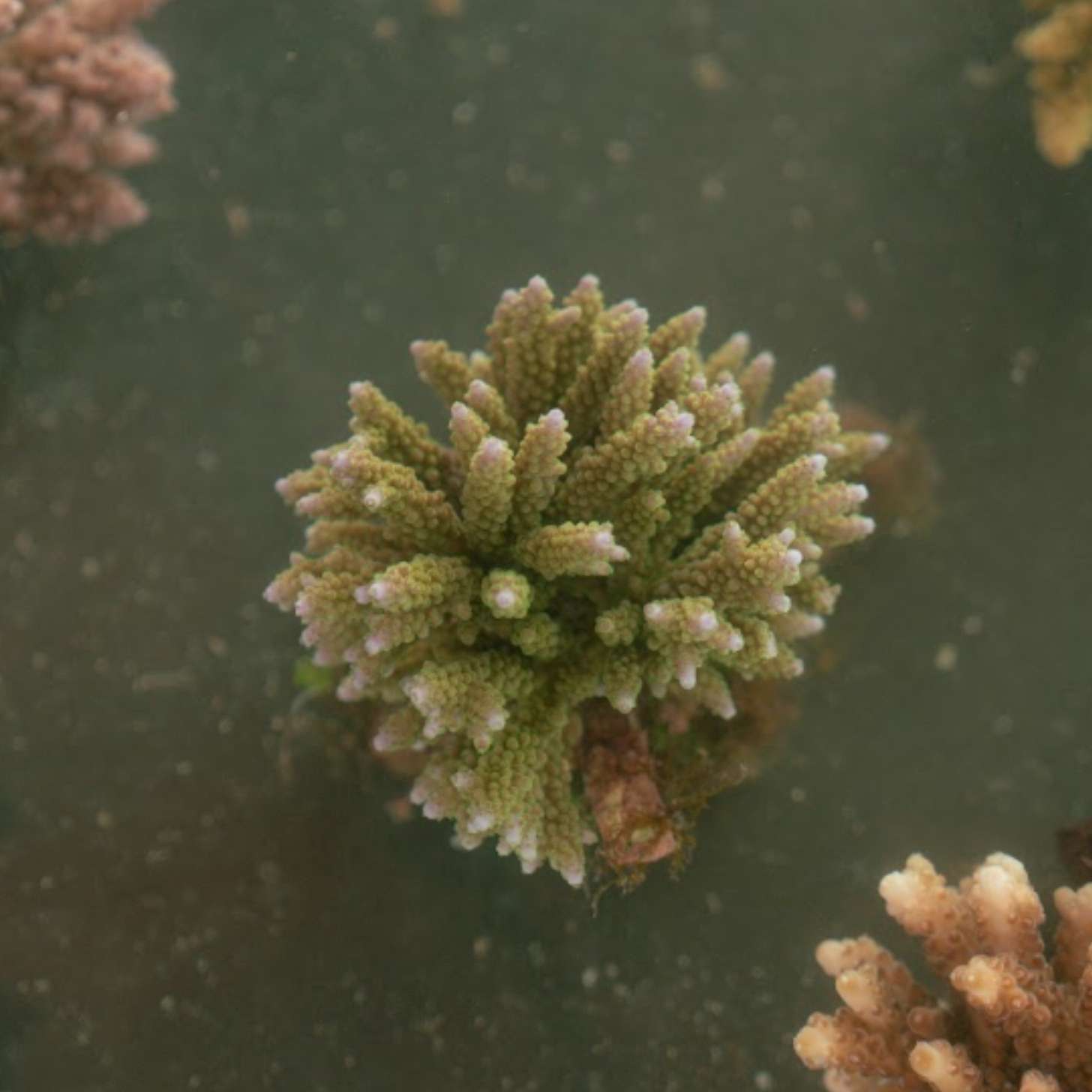 The top of a growing coral, pictured under the ocean
