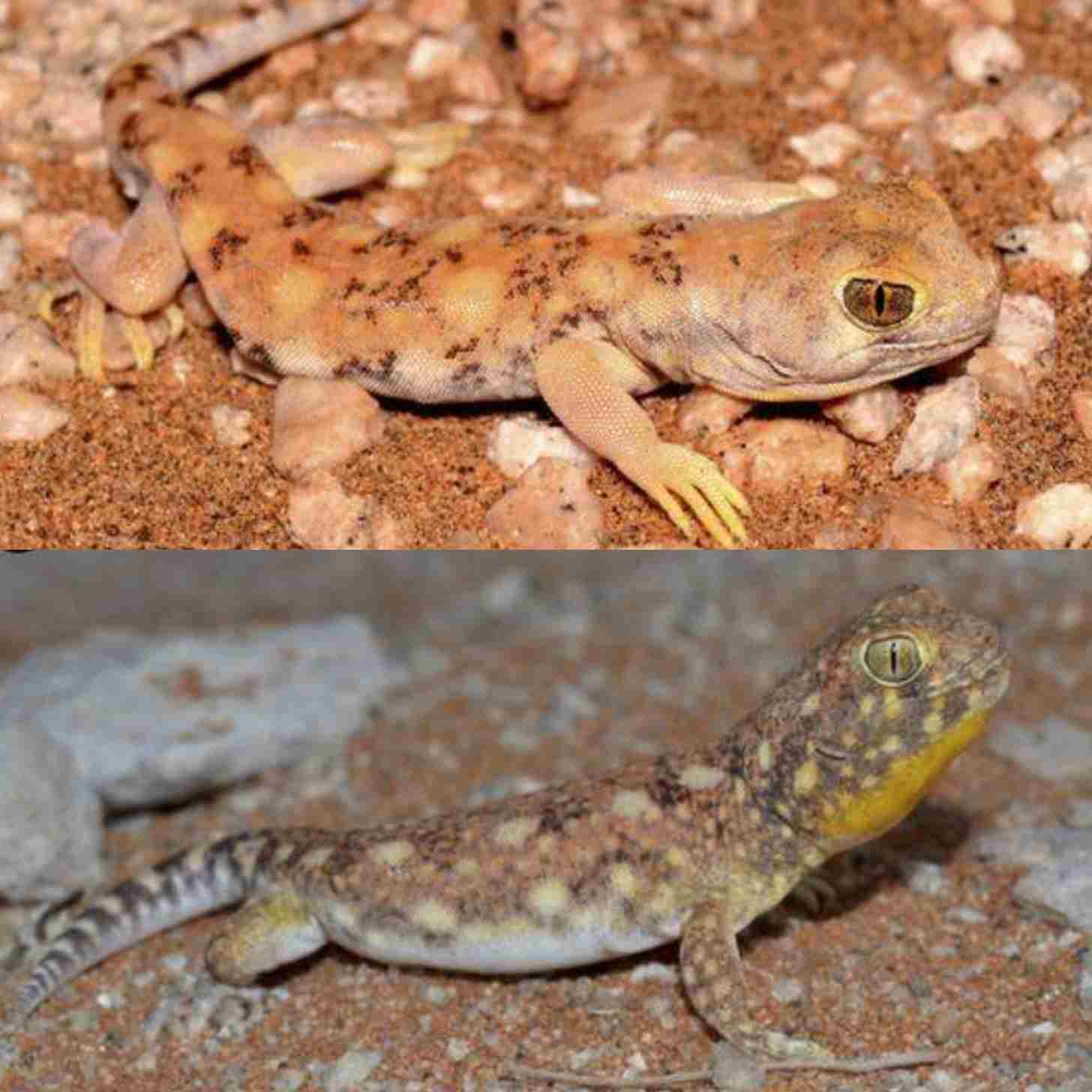 Two images of barking geckos, one with orange skin and the other with a brown, yellow, and gray pattern