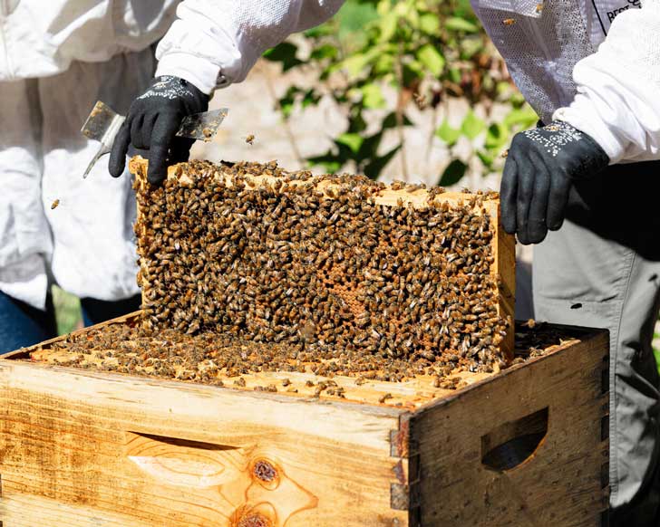 A close-up of two hands holding a beehive