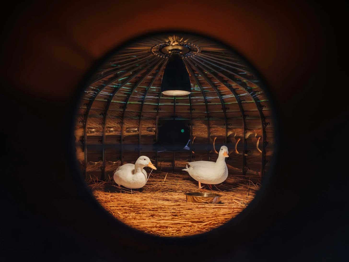 Two white ducks sit in a wooden hut, as seen through a circular window