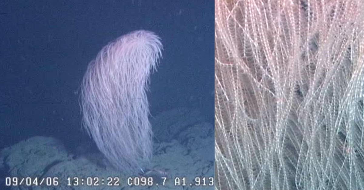 On the left, a "hairy" looking coral species that is white floating underwater. On the right, a close up of its branches.