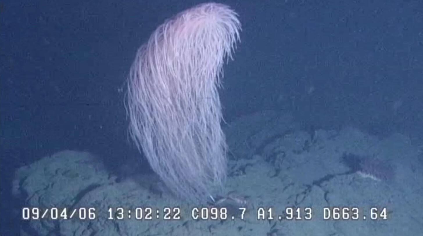 a "hairy" looking coral species that is white floating underwater
