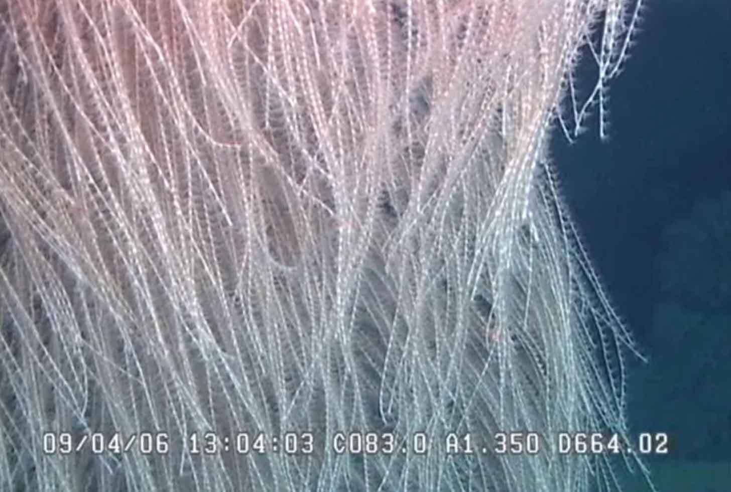 a close up of its branches