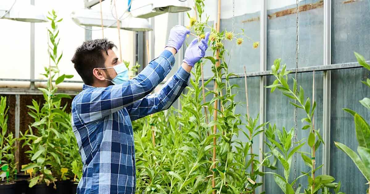 A man in a blue plaid shirt and blue face mask reaches up to take care of a yellow plant in a greenhouse