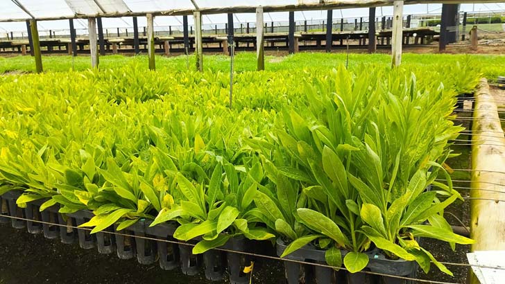 A nursery of green plants